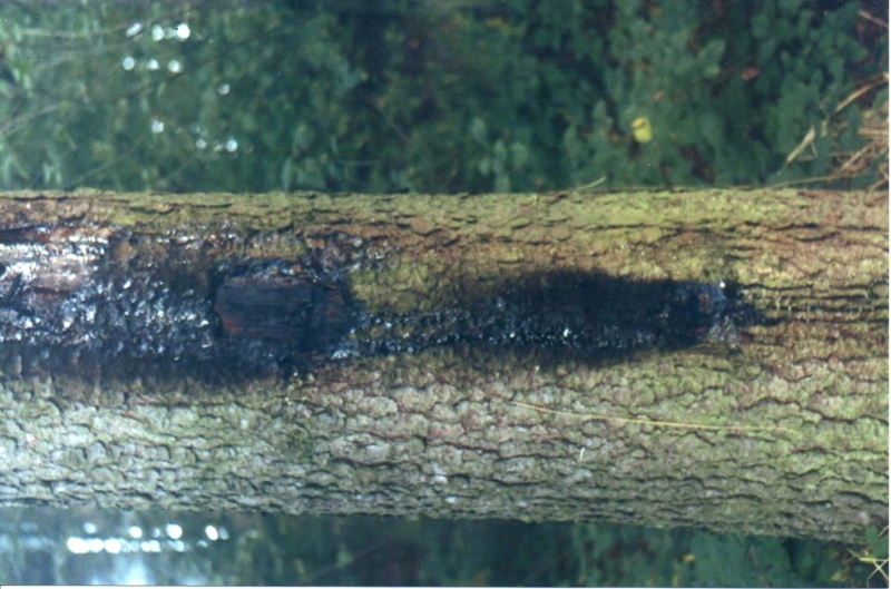 File:Meier20210126 15260772.jpg