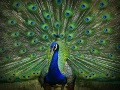 Peacock.jpg