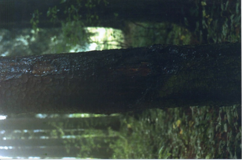 File:Meier20210126 15205697.jpg