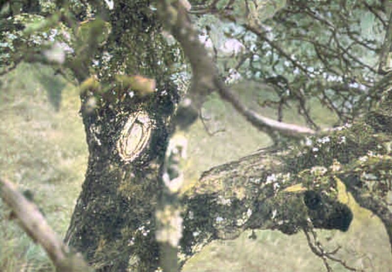 File:CR80-Image3.jpg