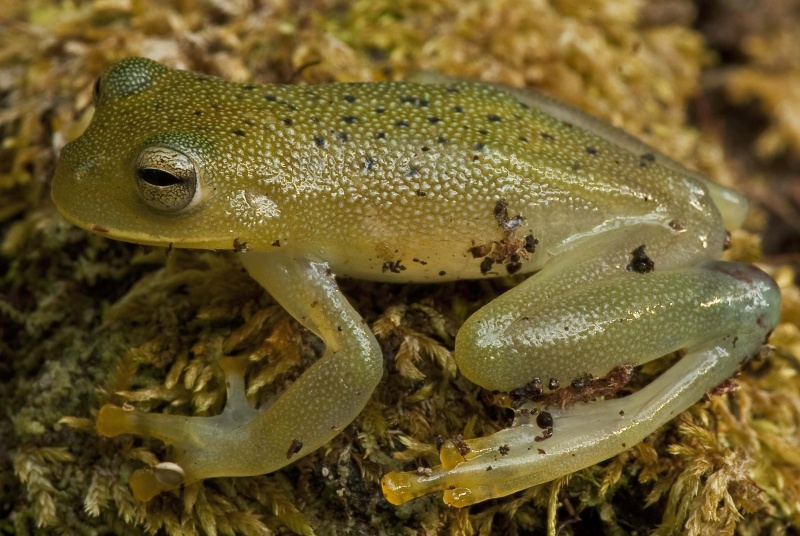 File:Fdb9739.jpg