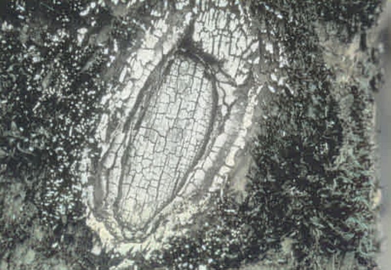 File:CR80-Image4.jpg