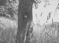 Thumbnail for version as of 21:52, 18 December 2019